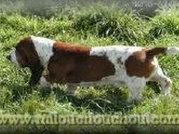 basset_hound_20211128_1512374328